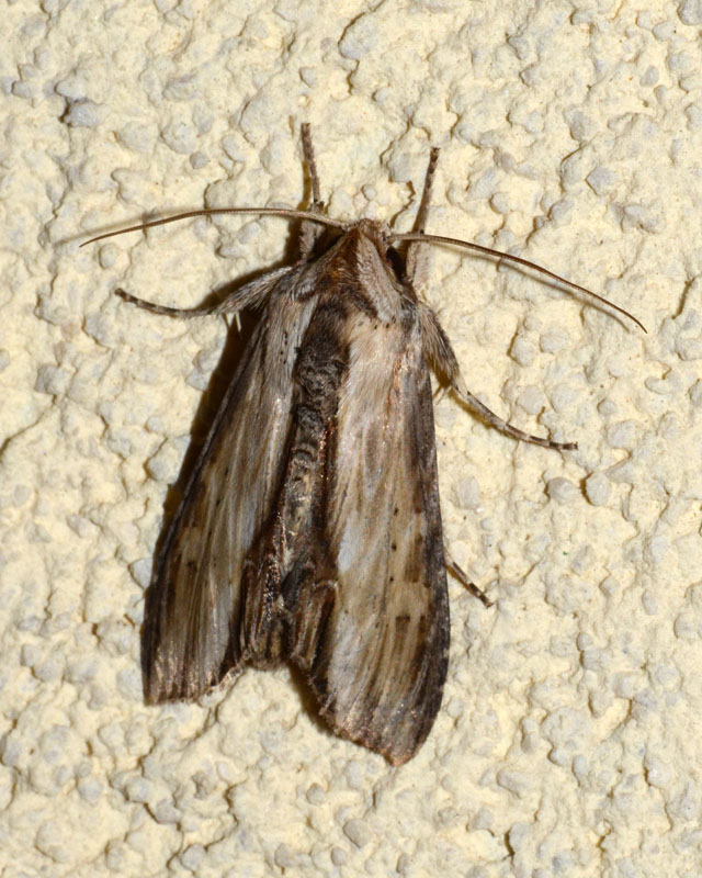 Cucullia (Shargacucullia) da determinare